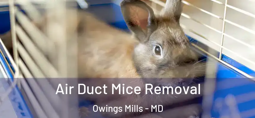  Air Duct Mice Removal Owings Mills - MD